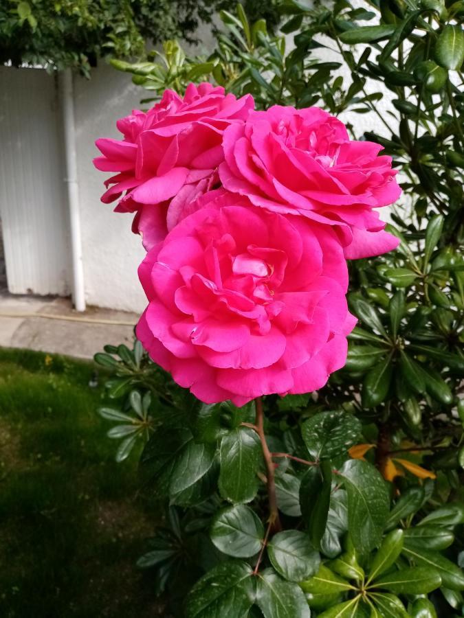 Le Flamant Rose Bed and Breakfast Salin-de-Giraud Esterno foto