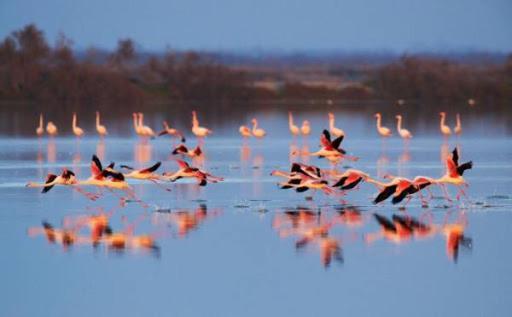 Le Flamant Rose Bed and Breakfast Salin-de-Giraud Esterno foto